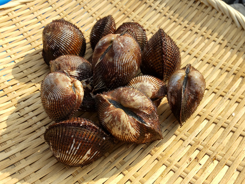 赤貝約１ 小サイズ 香川県産の貝類 食べチョク 産地直送 産直 お取り寄せ通販 農家 漁師から旬の食材を直送