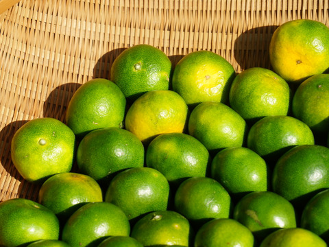 9/14～10日間限定！残暑においしい！極早生みかん 朝採れ出荷 5kg(55±5個 or 75±5個)