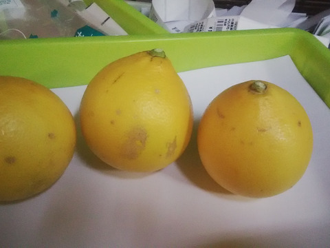 どちらも小さめ　レモン  ベルガモットあわせて１.８ｋｇ入り 【柑橘食べ比べ】