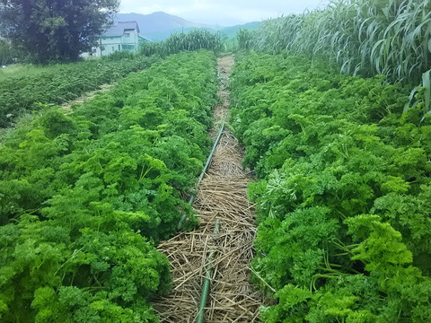 濃い味のイタリアンパセリ 長野県産 食べチョク 農家 漁師の産直ネット通販 旬の食材を生産者直送