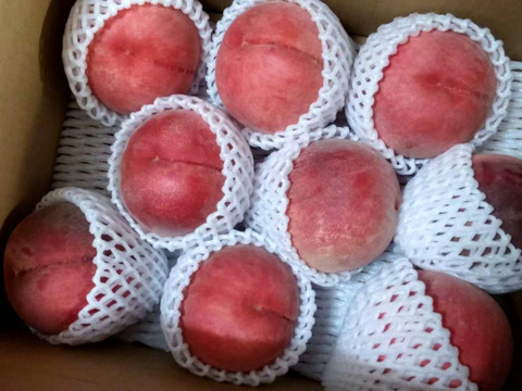 【お中元】【夏ギフト】【８月上旬発送】甘くてジューシーな長野県産　川中島白鳳　３kg（８～９玉）