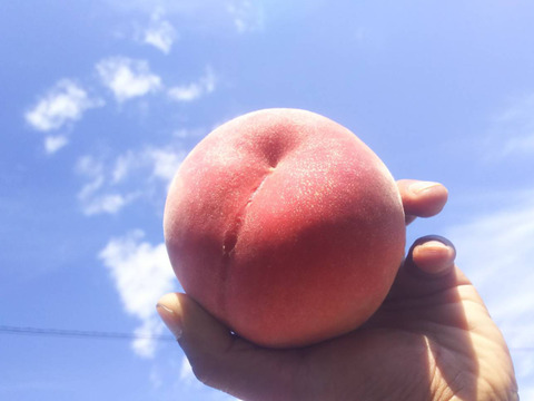 数量限定！旬の桃おまかせ🍑桃食べ比べセット2kg ※9～10月発送