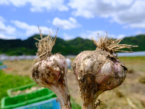 我が家用 不揃い訳あり有機にんにく約1kg