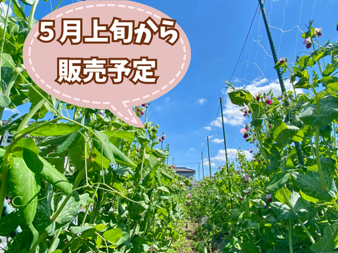 【自然栽培・自家採種10年以上🍀朝採り絹さや150g＆スナップエンドウ300g食べ比べ】脇役じゃ勿体無い！メインディッシュで召し上がれ🎶
