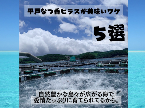 青空レストランで紹介された
平戸なつ香ヒラス半身（約１ｋｇ）真空パック・あら無し【さばき方＆魚レシピ付き】
長崎を代表するフルーツ魚！ヒラマサ【冬ギフト】【熨斗対応可】