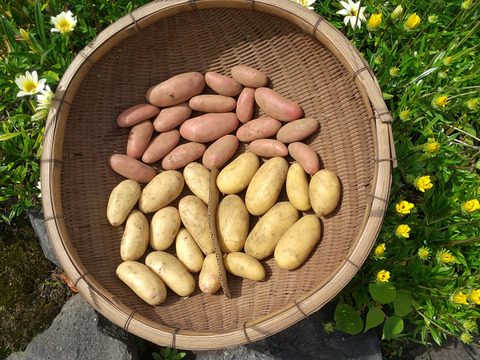 【農薬不使用】新ジャガイモ３種セット３キロ