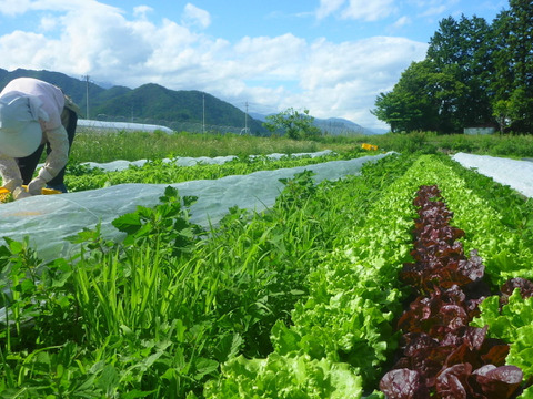 【夏ギフト】炒めてうまい★チャオレタス＊2株
　　　　ワインレッドの力★赤レタス2株～農薬/化学肥料・不使用