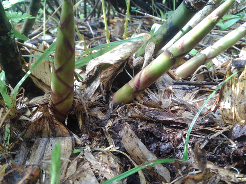 天然採りたて！山形の月山筍！ 1kg 【ご予約受付中】