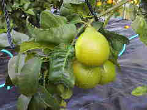 どちらも２級品　ライム　ベルガモット合わせて１.8ｋｇ セット【柑橘食べ比べ】