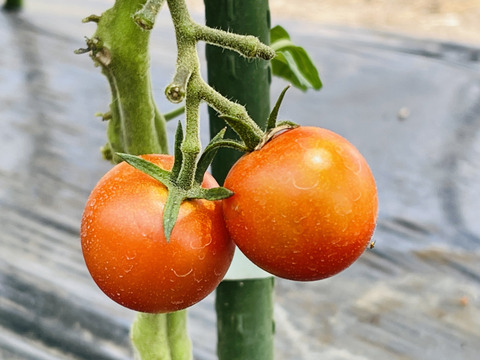 【品種：千果】ぷっくり熟したミニトマト詰め合わせ！２ｋｇ
