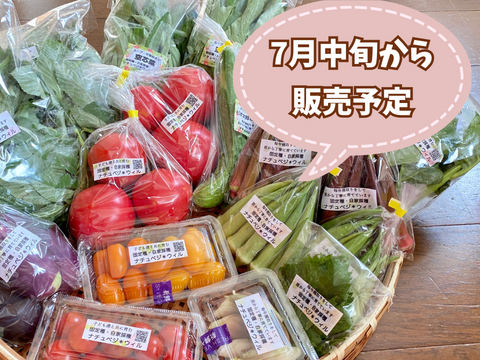 【自然栽培🍀100サイズ】管理栄養士が育てる🧑‍⚕️朝採り新鮮！お野菜大好き家族のための旬菜セットL