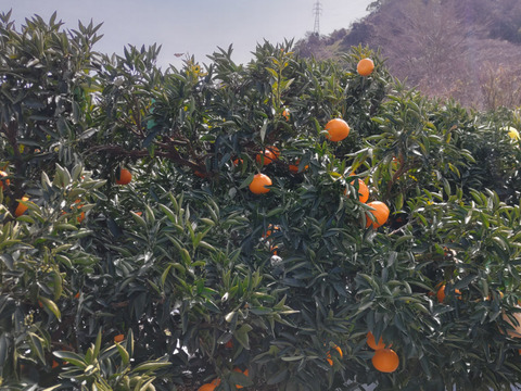 ラスト一箱！！【訳あり】　愛媛県産　せとか　柑橘の大トロ　サイズ不揃い　３キロ　家庭用
