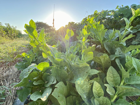 【自然栽培🍀夏の葉物2種・食べくらべセット】空芯菜500g・ツルムラサキ600g