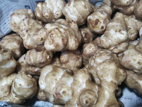 【畑から直送】掘りたての菊芋【１．５Ｋｇ入り　８００円】
土付きでお届けします。掘ったままなので栄養素のイヌリンも失われません。
また保存にも適した土付きの菊芋がお薦めです。