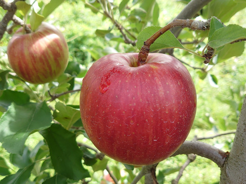 ガブッと丸かじり！訳アリ小玉サイズ！旬の夏りんご、つがるを信州麻績村よりお届けします