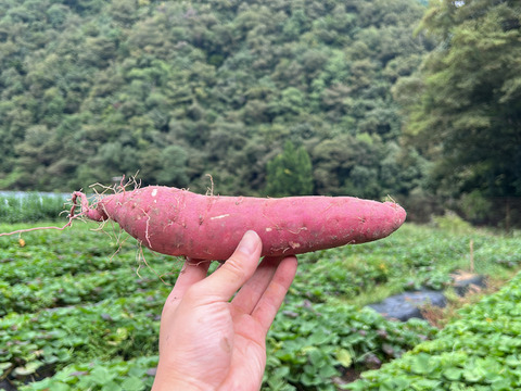 【食べチョクinstagramで紹介されました！】紅はるか5ｋｇ(箱入)　10月以降～発送予定！　熟成期間１ヶ月超！