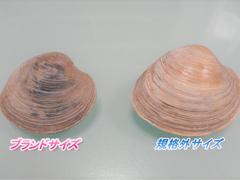 【訳アリ】ホンビノス貝２０個入り(２kg以上)【ブランド規格より少し大きいため規格外】（1個100ｇ~200ｇ）【かんたんレシピ付き】