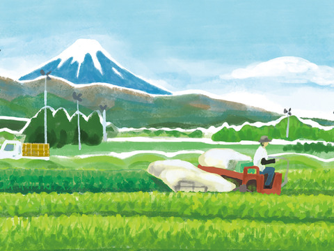 静岡県沼津の茶農家の茶葉を100%使用　するがの風（Ver.新茶） 100g
