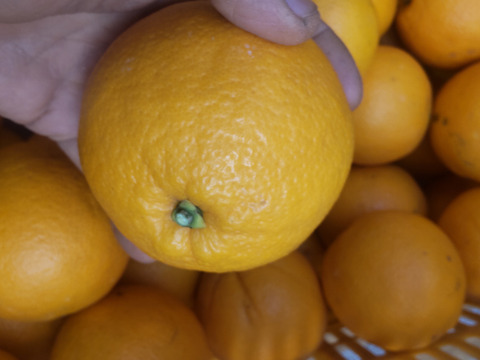 美味しい柑橘 ネーブルとレモン10個 良品 5kg