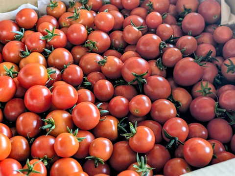 青森県産 ミニトマト ほれまる 200g