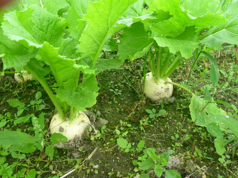 かわいい★こかぶ20個！猛暑よ　さよなら！～農薬/化学肥料・不使用