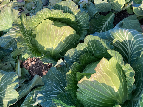 愛知発 夏だ クールだ 旬の農薬化学肥料不使用野菜を5 6種類詰めました 愛知県産の野菜 食べチョク 産地直送 産直 お取り寄せ通販 農家 漁師から旬の食材を直送 愛知発 夏だ クールだ 旬の農薬化学肥料不使用野菜を5 6種類詰めました 愛知県産の野菜 食べチョク 産地直送 産直 お取り寄せ通販 農家 漁師から旬の食材を直送