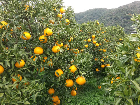 💫不知火【新鮮·個装追熟!!】【5kg·サイズ混合】   《ご家庭用》期間限定