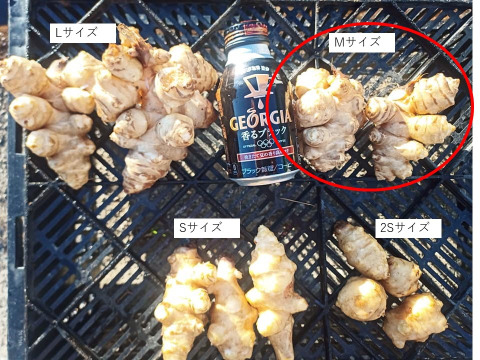 【軽洗浄処理済】ほっこり菊芋 2kg 高知県産 Mサイズ