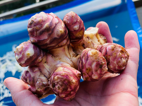【自然栽培🍀赤芽菊芋（約３kg）】珍しい赤皮の菊芋・ほのかな甘さとシャキシャキ感・サラダでも加熱でも美味しい！