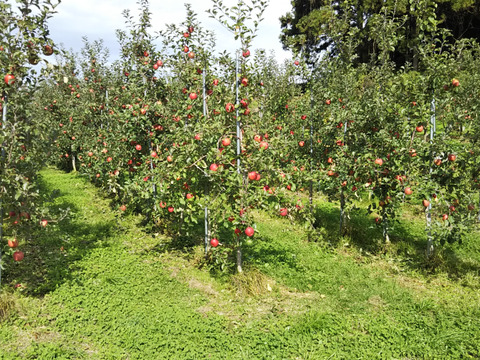 【信州飯綱産サンふじ】絶妙な甘みと酸味のリンゴ（5kg）