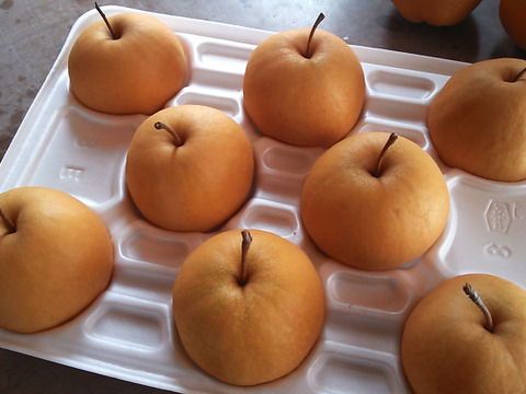 鳥取産・希少種「新雪梨5㎏(8～12玉入り)」