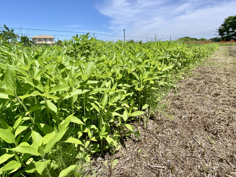【自然栽培🍀赤芽菊芋の葉茶25g】自家採種９年・健康な体づくりに