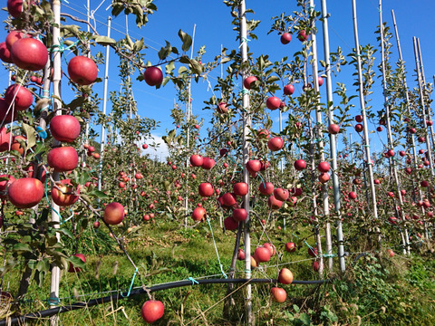 お得な訳アリ品！長野県認証栽培サンふじ5ｋｇ