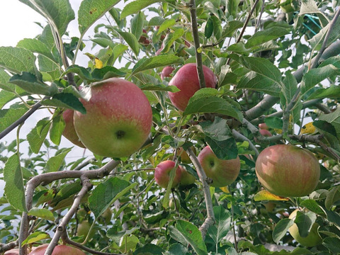 「しなのほっぺジャム」パリシャリりんごをジャムにしちゃいました。ちょっと珍しい、だいぶ珍しい？上手に出来ました。低糖度仕上げ。