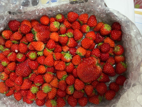 【期間限定セール価格】小粒いちご　1kg 『バラ詰め』 紅ほっぺ【販売中】