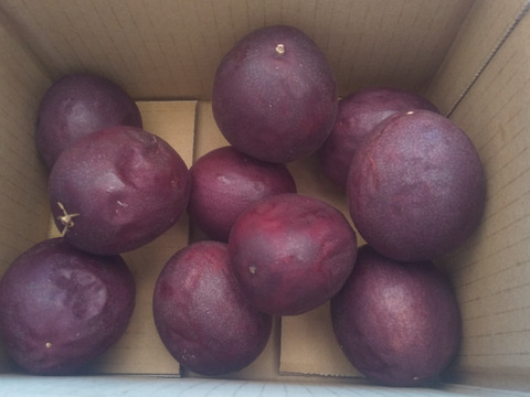 【農薬不使用】冷蔵熟成パッションフルーツ１０玉