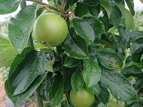 8月収穫りんご「しなのレッド」3kg入り。夏の暑さに疲れた体に最適です。爽やかな酸味からの甘み、長野県生まれのオリジナル品種です。お届け後冷蔵庫にて保存して下さい。最終収穫残り3ケースになります。