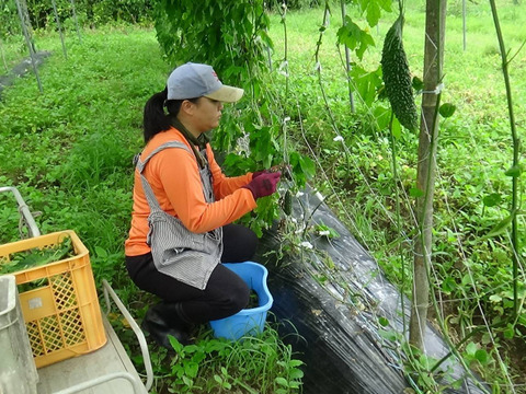 朝取り新鮮！優ゴーヤ[えらぶ]3㎏(10～14本)