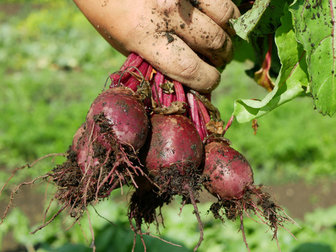 【大容量　レッドビーツ】千葉産 5㎏
