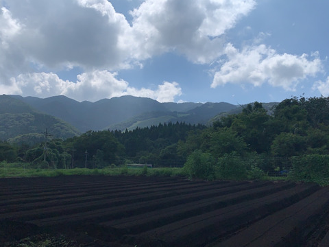 【本日収穫】【神鍋高原産】間引き大根２kg