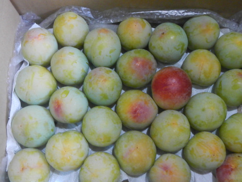 味と香りが自慢のすもも　彩の姫　約2Kg