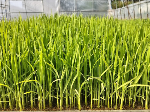 【新米】農薬化学肥料不使用　信州伊那谷★コシヒカリ(玄米)2025年産・5㎏