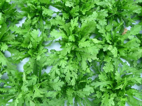 香りスッキリ!春菊800ｇ～農薬/化学肥料・不使用