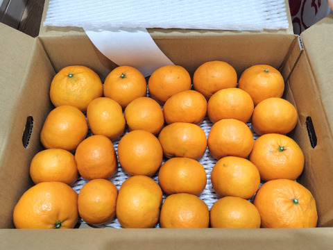 大特価！豊作につき　はれひめ【訳あり】愛媛県産　希少品種の“はれひめ”　サイズ不揃い　３キロ