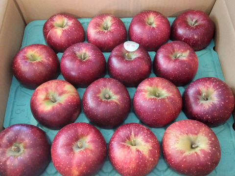 深紅色が目を引くりんご　秋映　家庭用 5キロ箱（14個から20個）