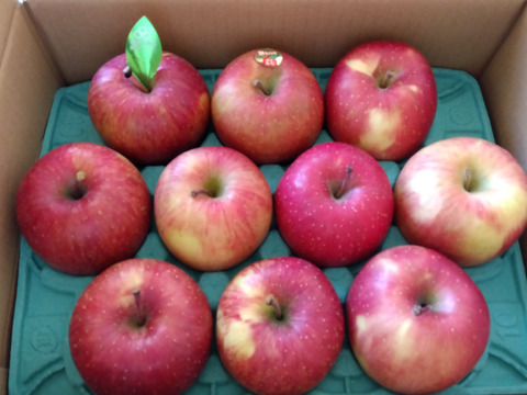 個性派りんご🍎葉隠れサンふじ  冬ギフトにもどうぞ（9個～12個）3キロ箱使用