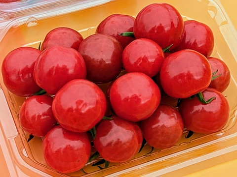 【福袋2025】栽培期間中農薬・化学肥料不使用♪ミニトマト『プチぷよ』200g×八パック