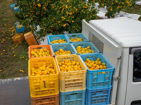 採れたまんまを食べてみらんね太良みかん箱込5㎏（2S~L混合)
