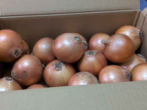 大地の恵み！淡路島完熟玉ねぎ🧅【シャーロットオニオン　輝玉（キラ玉✨）】(10Kg)