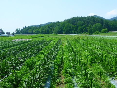 うまい！夏茄子＊なす！３kg～農薬/化学肥料・不使用